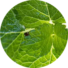Lemon Balm Leaf Extract