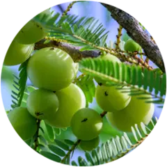 Amla Fruit Extract