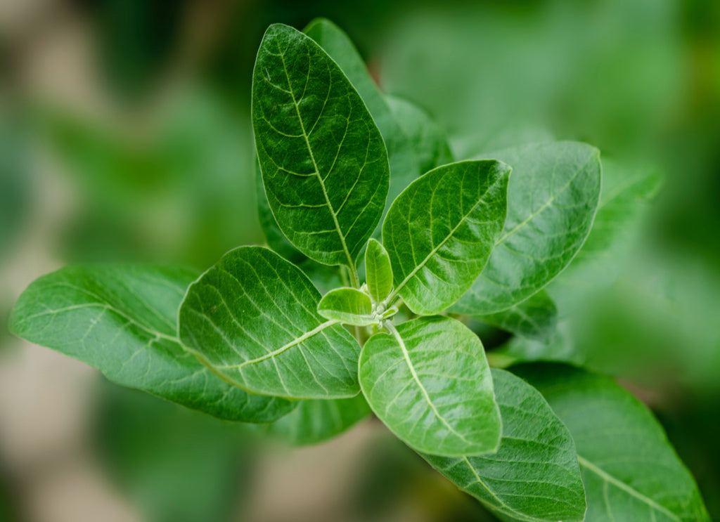 Picture of an ashwagandha plant 