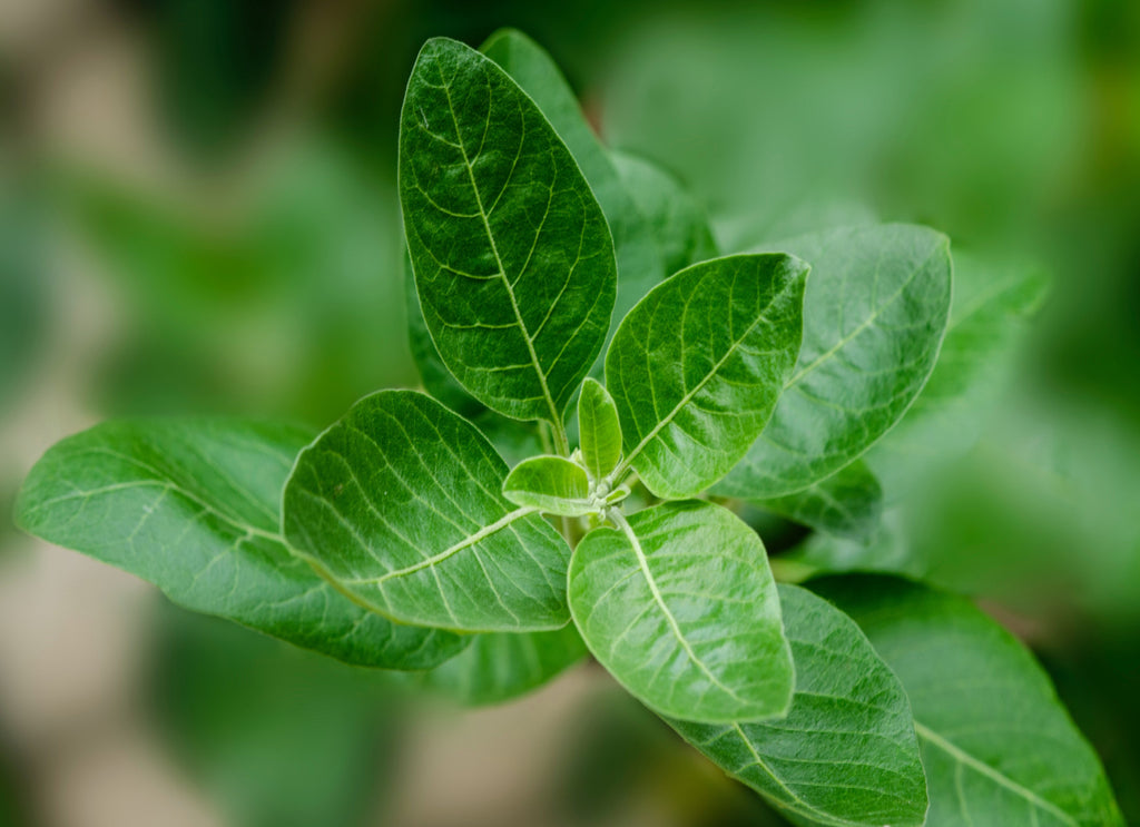 Picture of an ashwagandha plant