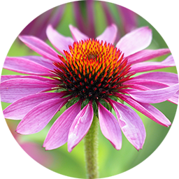 Echinacea